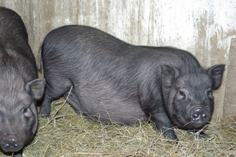 Вьетнамский вислобрюхий поросенок