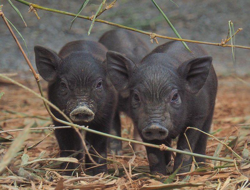 Мини Пиги вьетнамские вислобрюхие