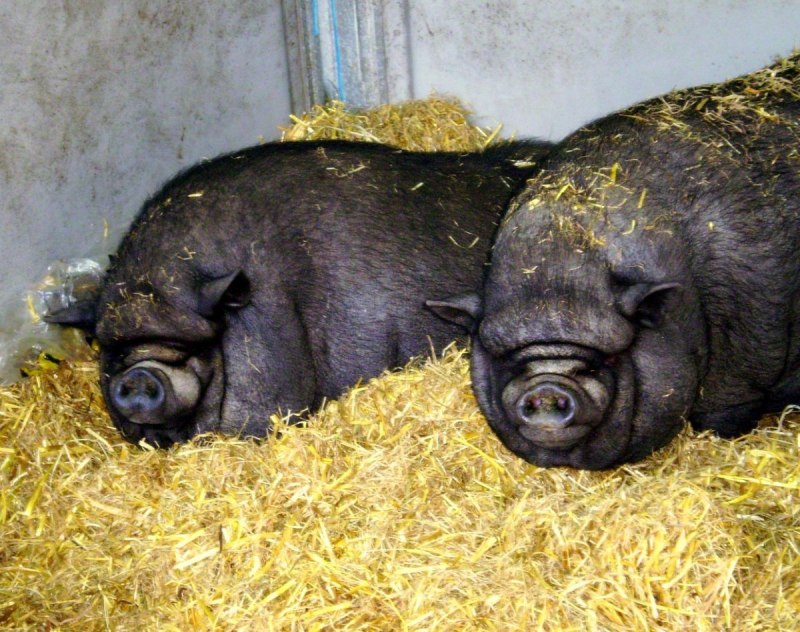 Вьетнамский вислобрюхий хряк