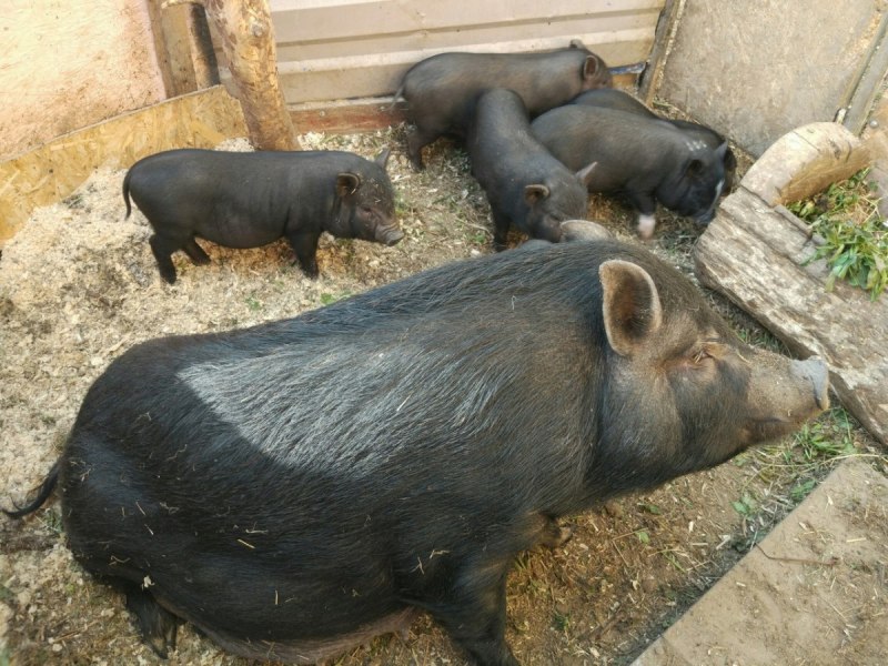Вьетнамские вислобрюхие свиньи вес