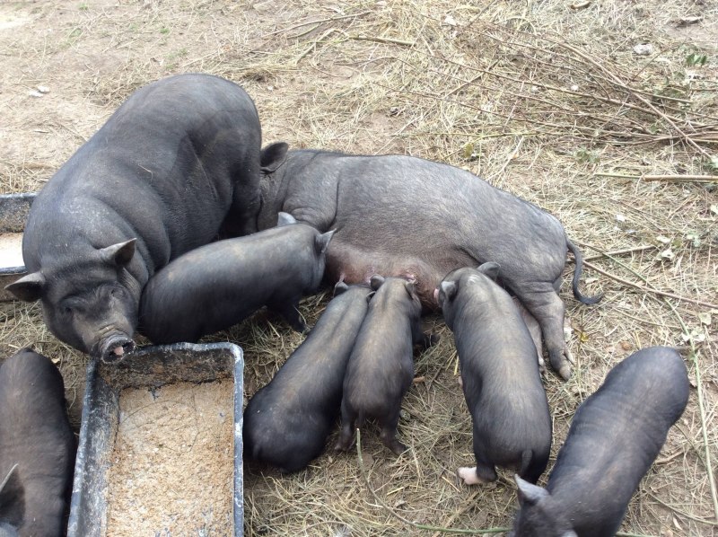 Вьетнамская вислоухая Свинка