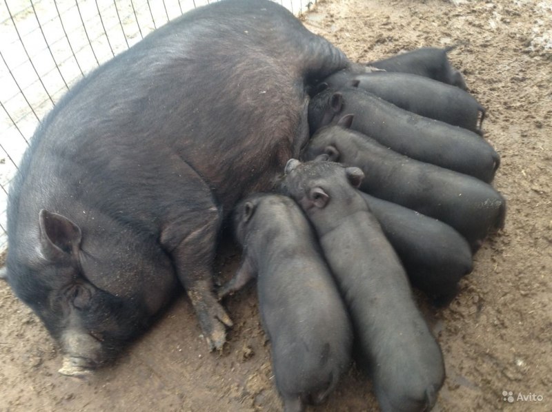 Вьетнамский вислобрюхий поросенок