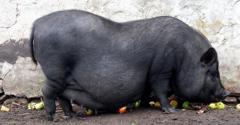 Вьетнамский вислобрюхий поросенок