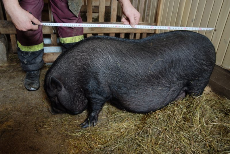 Вьетнамский вислобрюхий поросенок