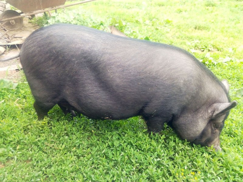 Вьетнамская вислоухая свинья