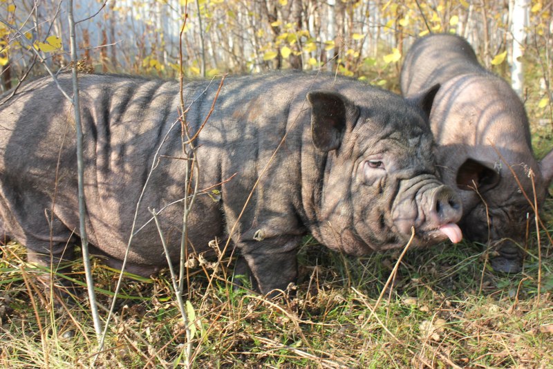 Вислобрюхая Свинка