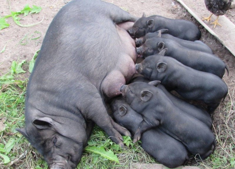 Вьетнамский вислобрюхий поросенок