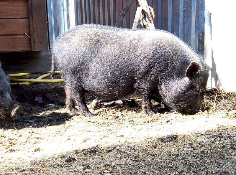 Вьетнамский вислобрюхий минипиг