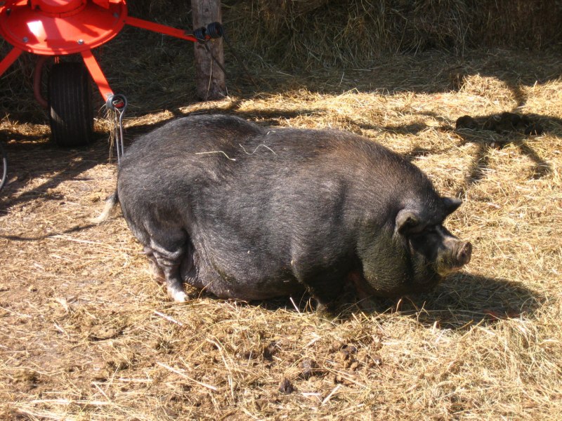 Вислобрюхие поросята вьетнамской породы