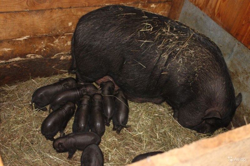 Вьетнамский вислобрюхий поросенок