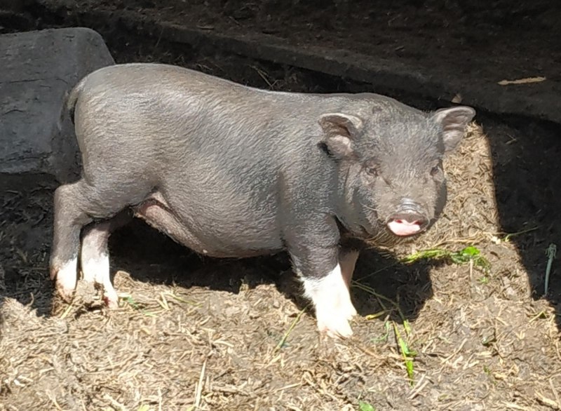 Вьетнамская вислобрюхая порода