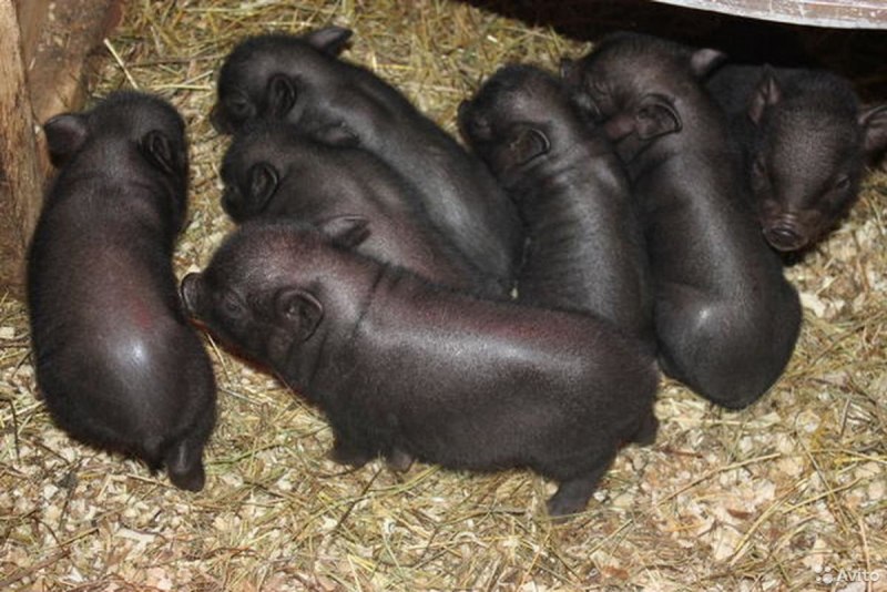 Вьетнамская вислобрюхая свинья породы свиней