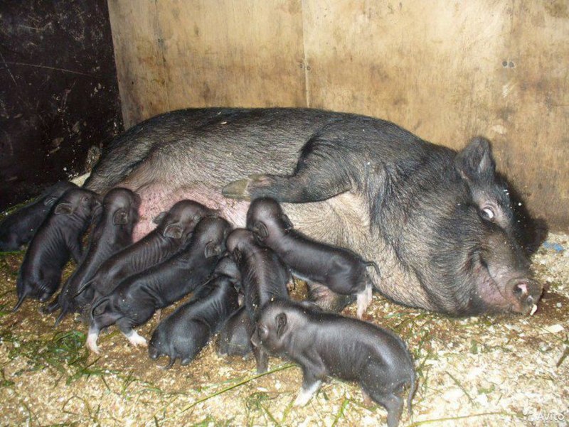 Вьетнамская вислобрюхая порода