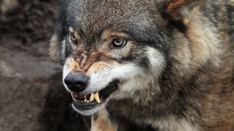 Волк реальный