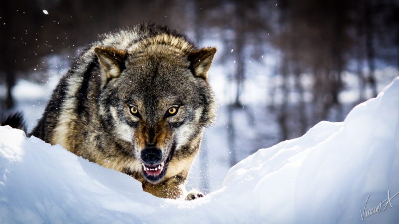 Морда злого волка