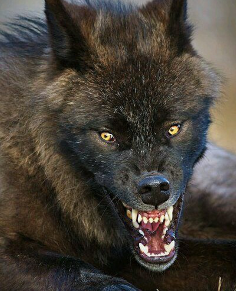 Волчий оскал