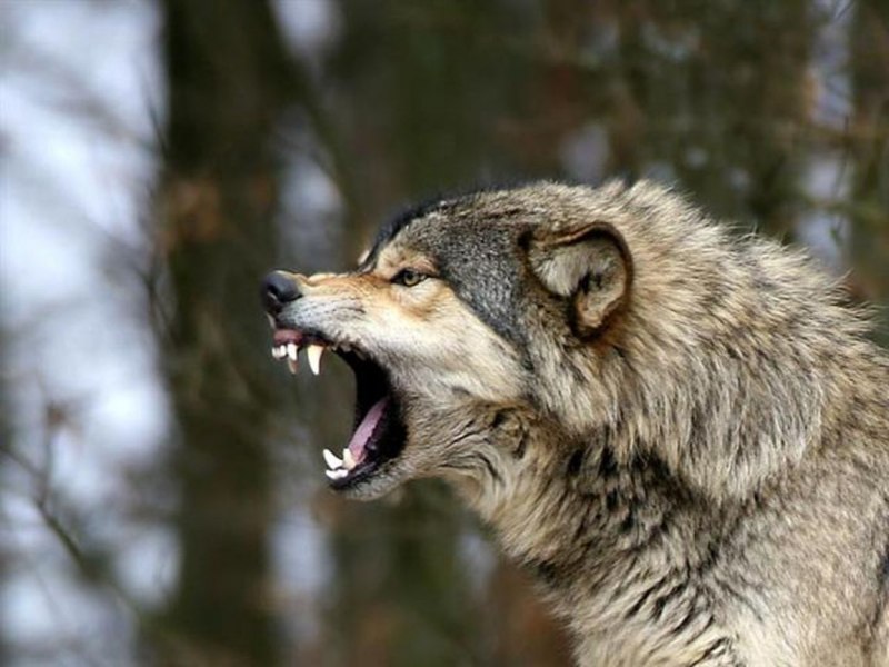 Пасть волка