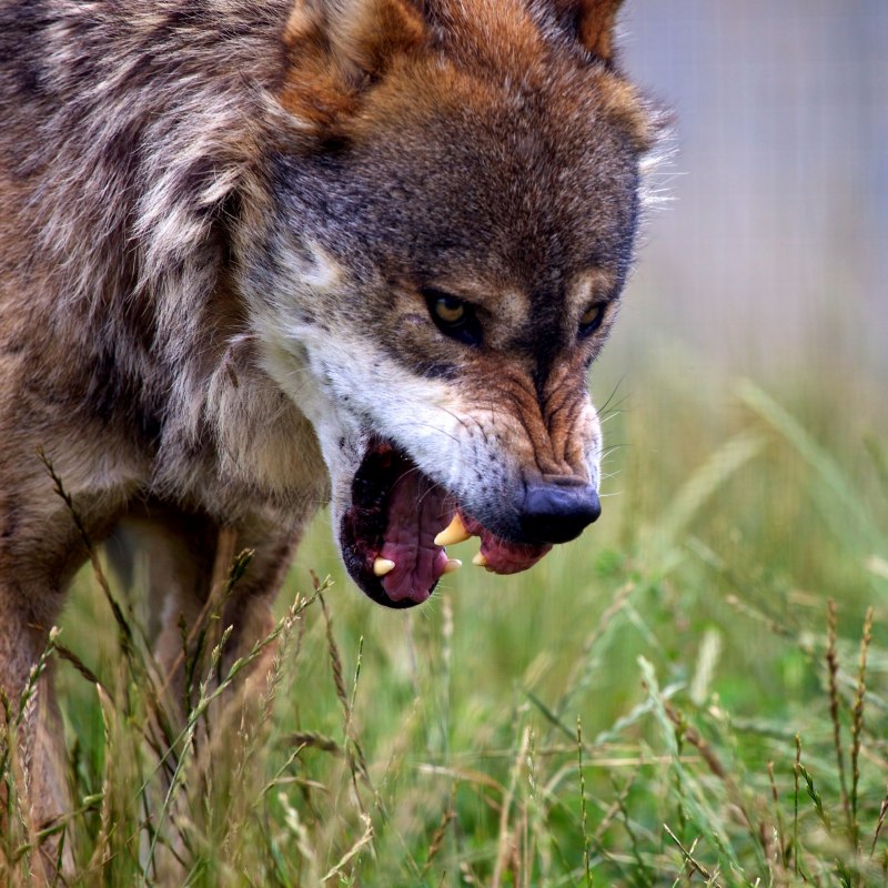 Оборотень аватар