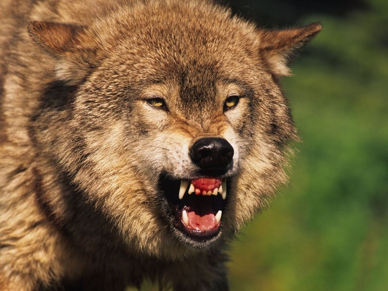 Волк рычит