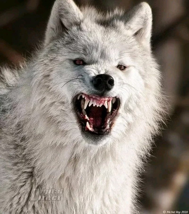 Агрессивный волк
