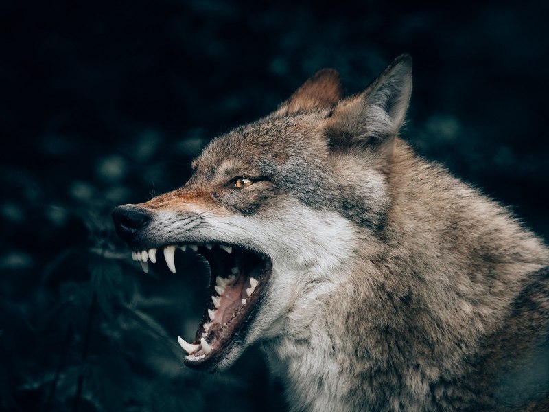 Волк рычит