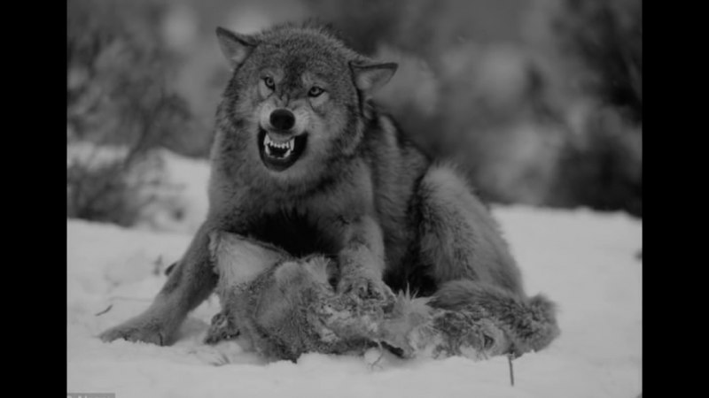 Огромный страшный волк