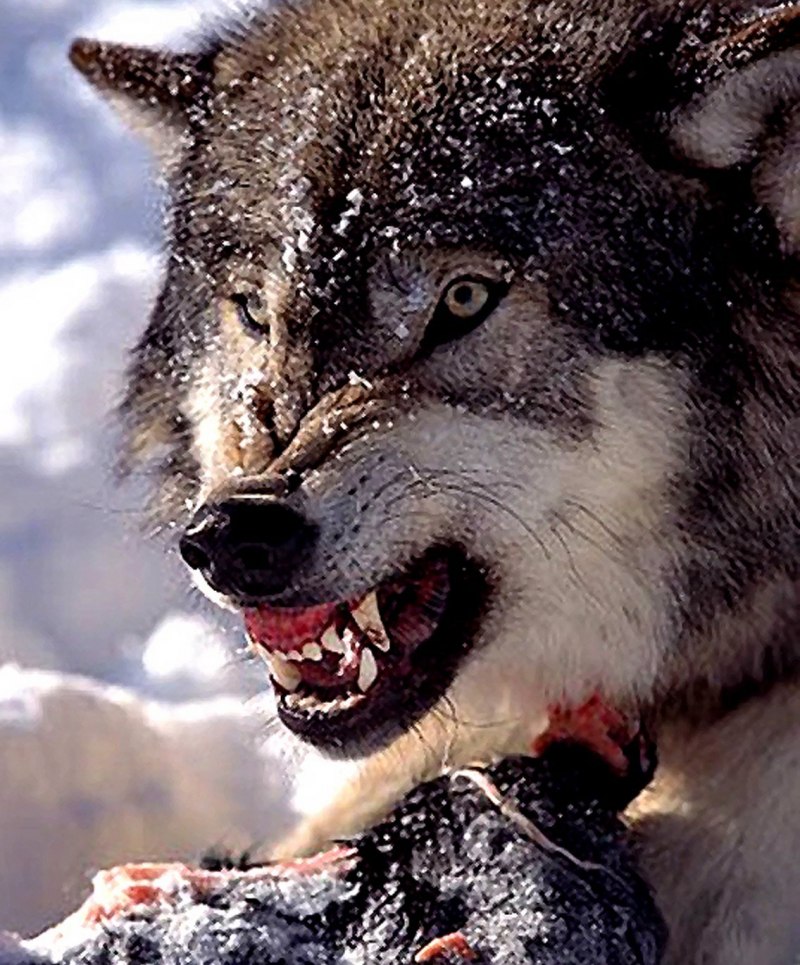 Волк рычит