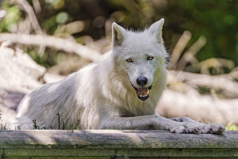 Канадский волк оскал