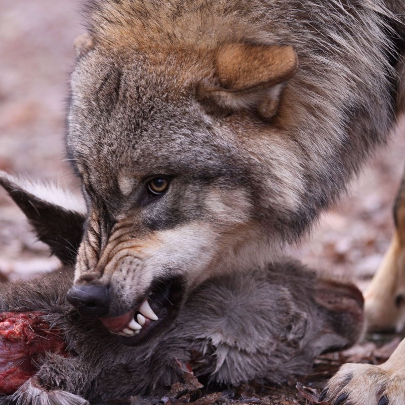 Росомаха злая