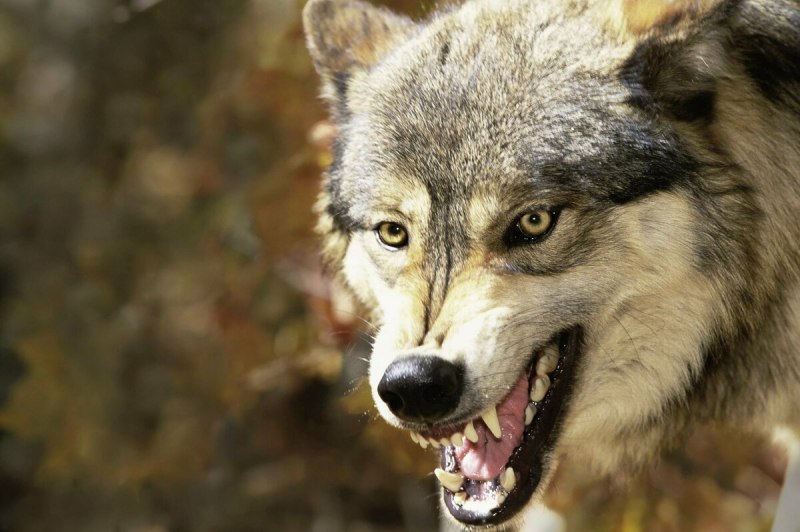 Волк черный злой