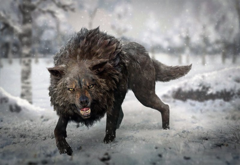 Волк злость