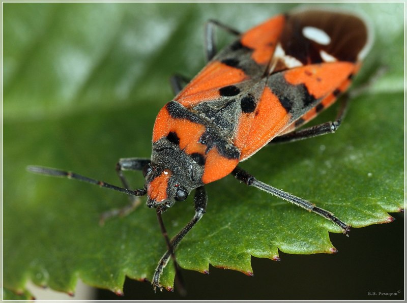 Жук пожарник клоп солдатик