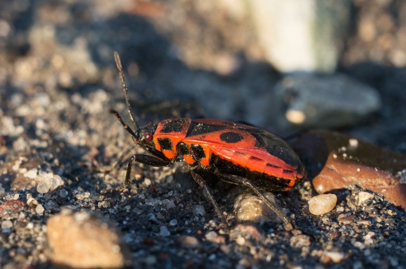 Клоп-солдатик Pyrrhocoris