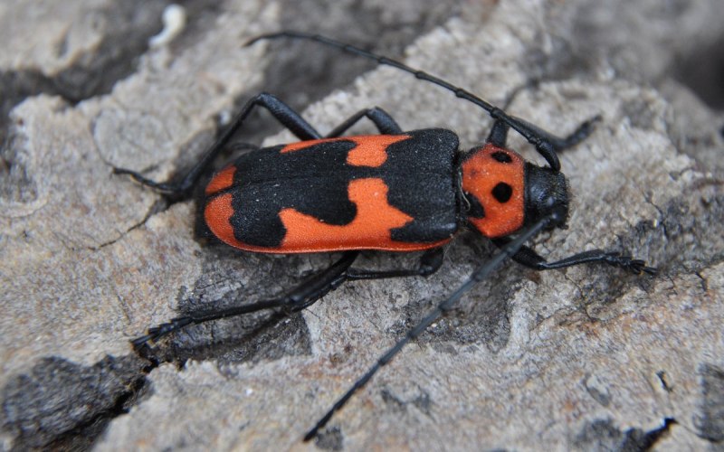 Клоп солдатик альбинос