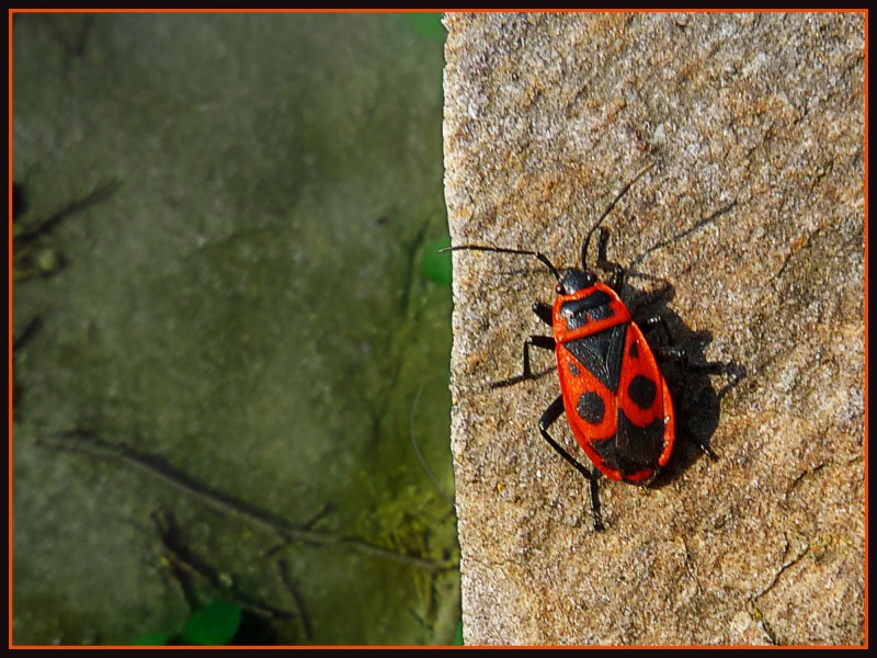 Самые известные жуки