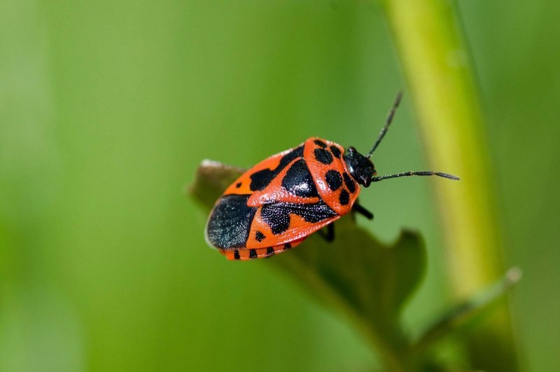Жук пожарник клоп солдатик