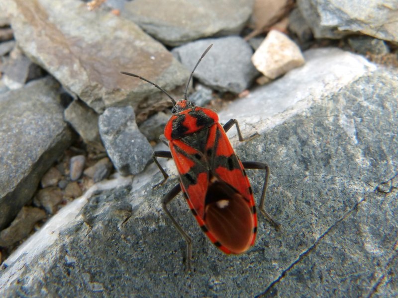 Клоп-солдатик – Pyrrhocoris apterus