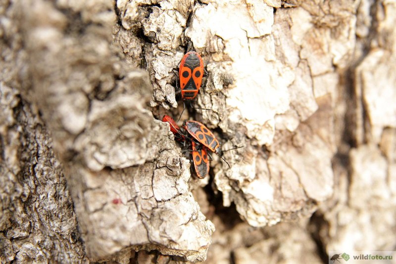Клоп-солдатик – Pyrrhocoris apterus