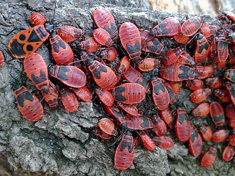 Насекомые Ростовской области