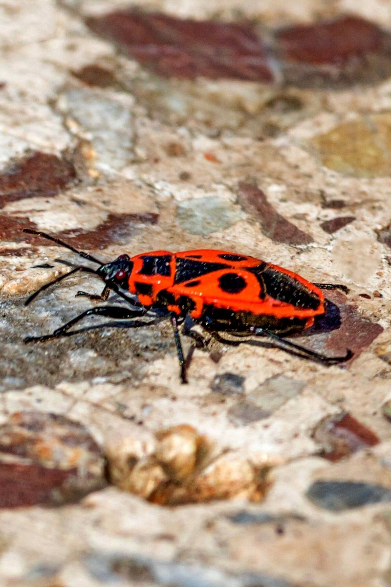 Жук клоп солдатик коричневый