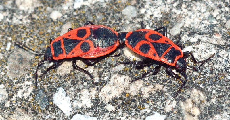 Клоп-солдатик – Pyrrhocoris apterus