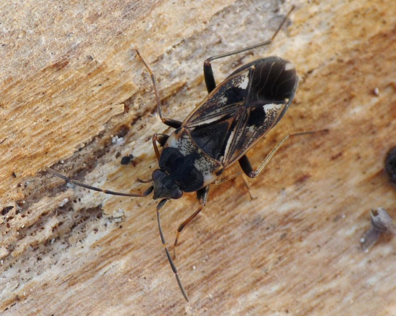 Клоп-солдатик – Pyrrhocoris apterus