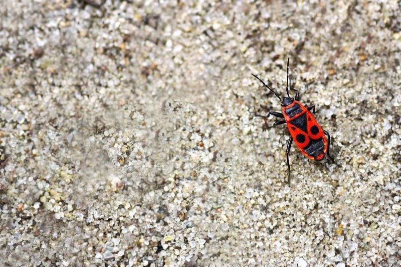 Клоп солдатик