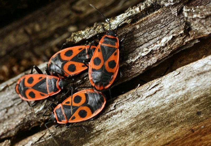 Насекомые красного цвета