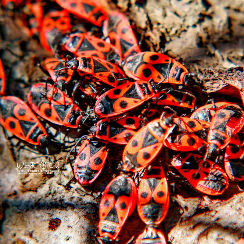 Клоп-солдатик – Pyrrhocoris apterus