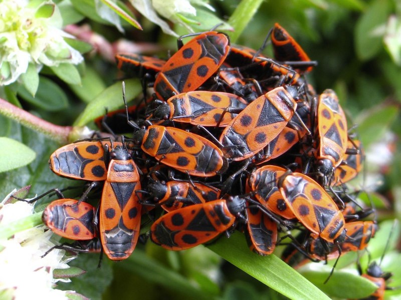 Жук пожарник клоп