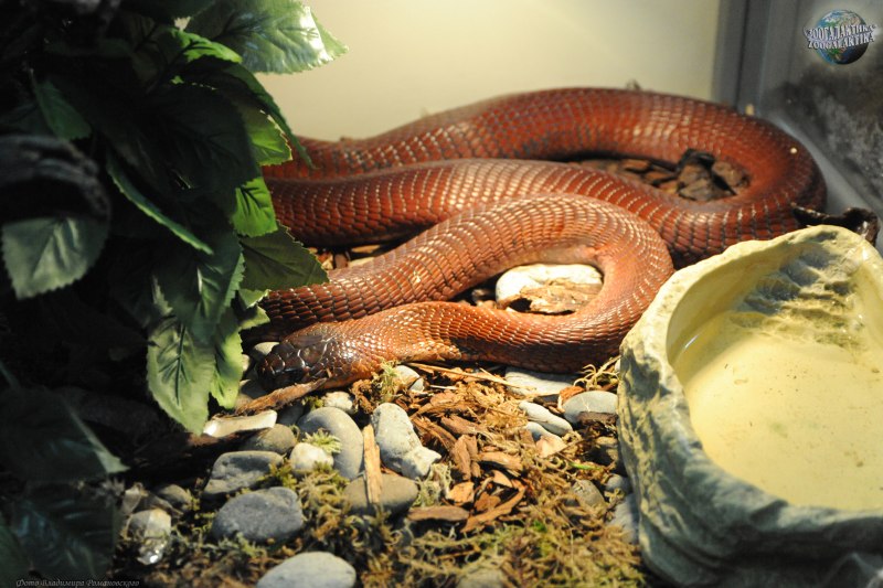 Черный Аспид змея