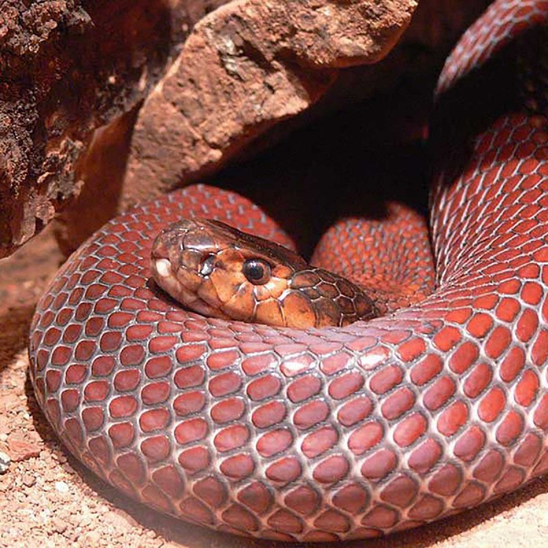 Красная плюющаяся Кобра