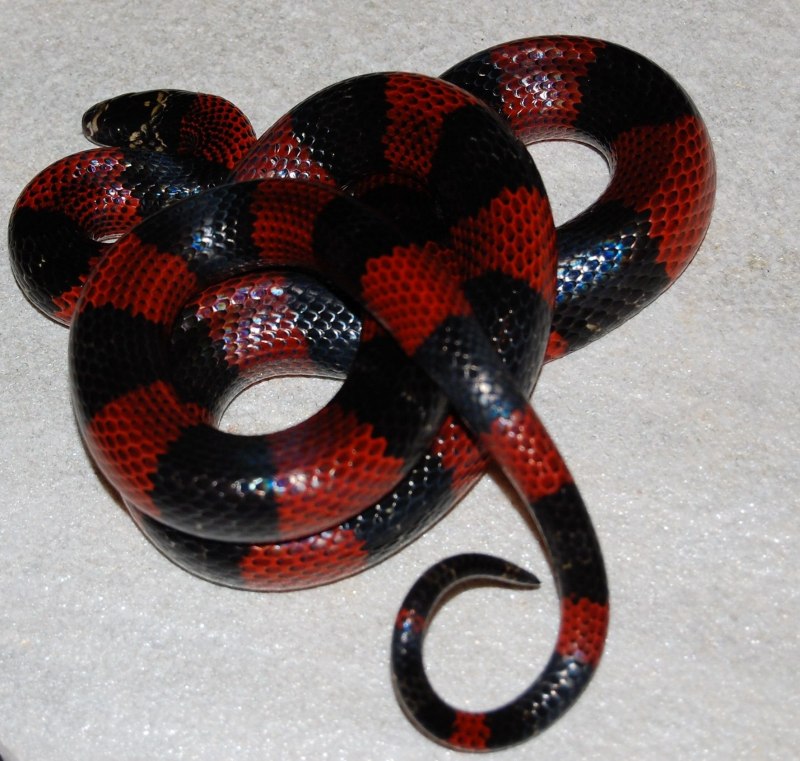 Lampropeltis polyzona