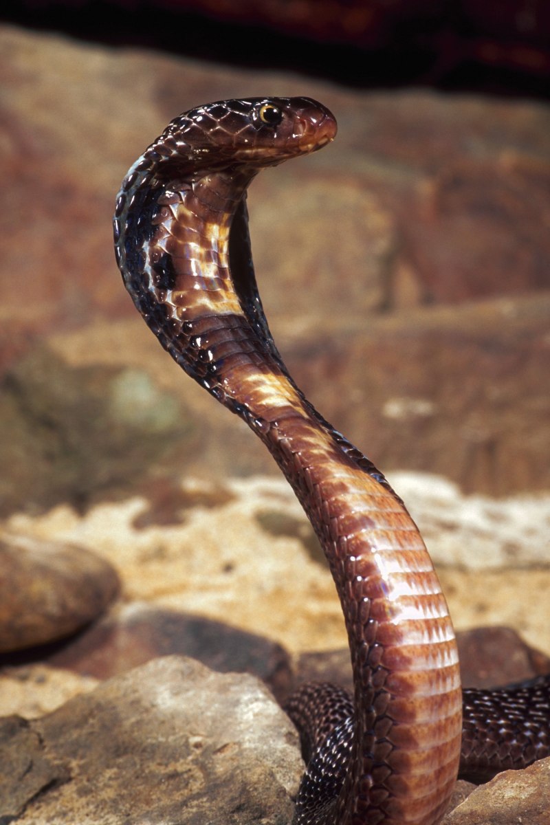 Ошейниковая Кобра